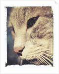 Wally #2 by Jennifer Kennard