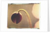 Anemone Bud by Jennifer Kennard
