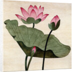 Lotus Blossom - 1 by Robert McIntosh