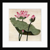 Lotus Blossom - 1 by Robert McIntosh