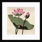 Lotus Blossom - 1 by Robert McIntosh