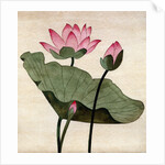 Lotus Blossom - 1 by Robert McIntosh