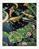 Goldfish Pond by Robert McIntosh