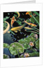 Goldfish Pond by Robert McIntosh