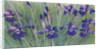 Irises by Kirsten Soderlind