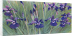 Irises by Kirsten Soderlind