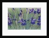 Irises by Kirsten Soderlind