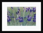Irises by Kirsten Soderlind