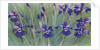 Irises by Kirsten Soderlind