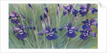 Irises by Kirsten Soderlind