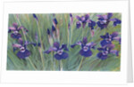 Irises by Kirsten Soderlind