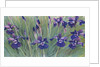 Irises by Kirsten Soderlind