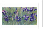 Irises by Kirsten Soderlind