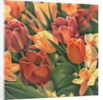 Tulips by Kirsten Soderlind