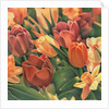 Tulips by Kirsten Soderlind