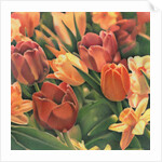 Tulips by Kirsten Soderlind