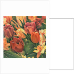 Tulips by Kirsten Soderlind