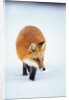 Red Fox in Snow by Anonymous