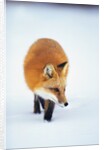 Red Fox in Snow by Anonymous