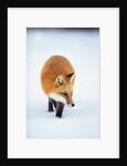 Red Fox in Snow by Anonymous