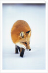 Red Fox in Snow by Anonymous