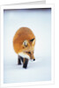 Red Fox in Snow by Anonymous