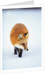 Red Fox in Snow by Anonymous