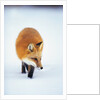 Red Fox in Snow by Anonymous
