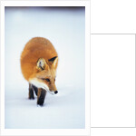 Red Fox in Snow by Anonymous