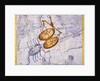 The Constellations of Libra and Scorpio by James Thornhill
