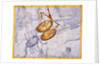 The Constellations of Libra and Scorpio by James Thornhill