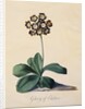 Botanical Print of Glory of Chilton by Johann Wilhelm Weinmann