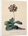 Botanical Print of Glory of Chilton by Johann Wilhelm Weinmann