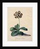 Botanical Print of Glory of Chilton by Johann Wilhelm Weinmann