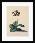 Botanical Print of Glory of Chilton by Johann Wilhelm Weinmann