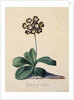 Botanical Print of Glory of Chilton by Johann Wilhelm Weinmann