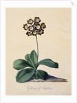 Botanical Print of Glory of Chilton by Johann Wilhelm Weinmann
