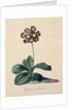 Botanical Print of Glory of Chilton by Johann Wilhelm Weinmann