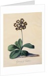 Botanical Print of Glory of Chilton by Johann Wilhelm Weinmann