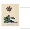 Botanical Print of Glory of Chilton by Johann Wilhelm Weinmann