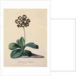 Botanical Print of Glory of Chilton by Johann Wilhelm Weinmann