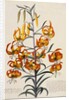 Botanical Print of American Turkscap Lily by Johann Wilhelm Weinmann