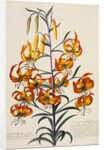 Botanical Print of American Turkscap Lily by Johann Wilhelm Weinmann
