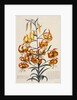 Botanical Print of American Turkscap Lily by Johann Wilhelm Weinmann