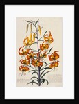 Botanical Print of American Turkscap Lily by Johann Wilhelm Weinmann