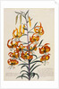 Botanical Print of American Turkscap Lily by Johann Wilhelm Weinmann