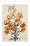 Botanical Print of American Turkscap Lily by Johann Wilhelm Weinmann