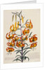 Botanical Print of American Turkscap Lily by Johann Wilhelm Weinmann