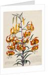 Botanical Print of American Turkscap Lily by Johann Wilhelm Weinmann