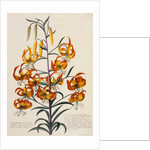 Botanical Print of American Turkscap Lily by Johann Wilhelm Weinmann